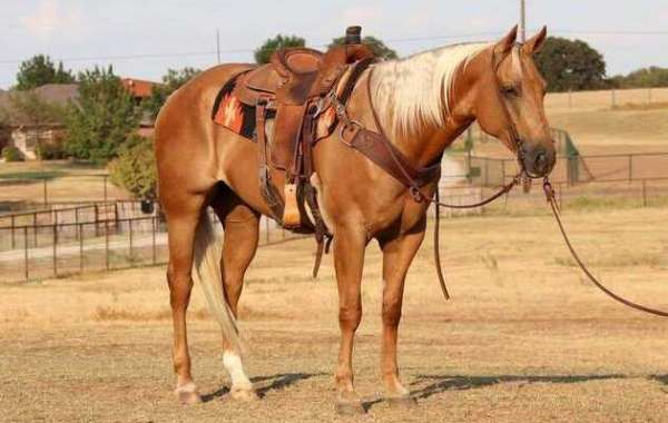 quarter horse saddles for sale