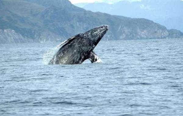 France: Rare appearance of a gray whale in the Mediterranean