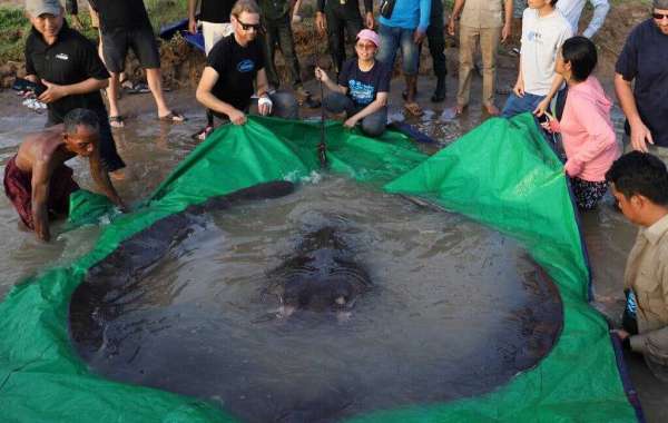 World's biggest freshwater fish, a 660-pound stingray, caught in Cambodia