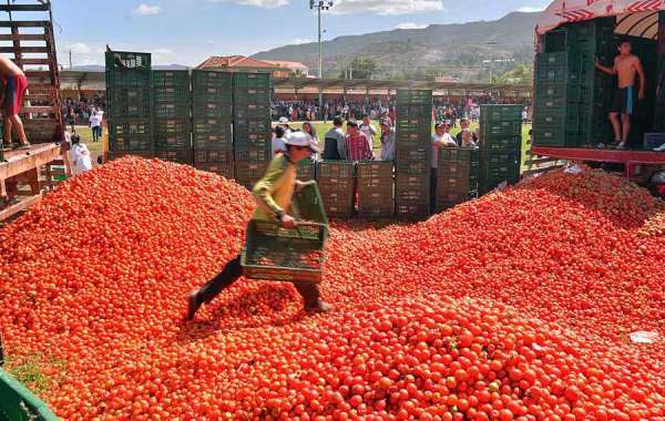 Spain’s iconic tomato fight festival is back. So are some tourists.