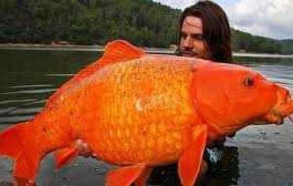 the world's biggest goldfish
