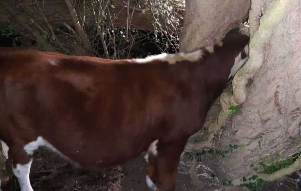 Firefighters spend three hours re-mooving cow stuck in a tree