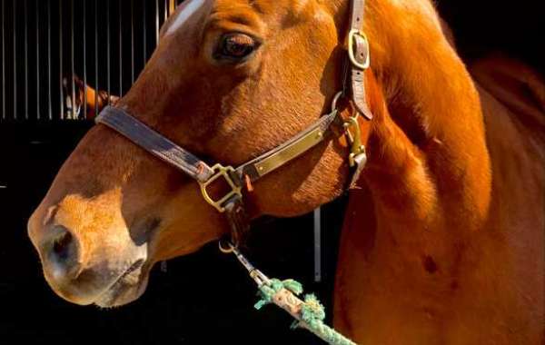 Looking for New Horse: Visit Apple Creek Farm Becky Peckham