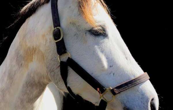 Apple Creek Farm Becky Peckham: Horse for Sale