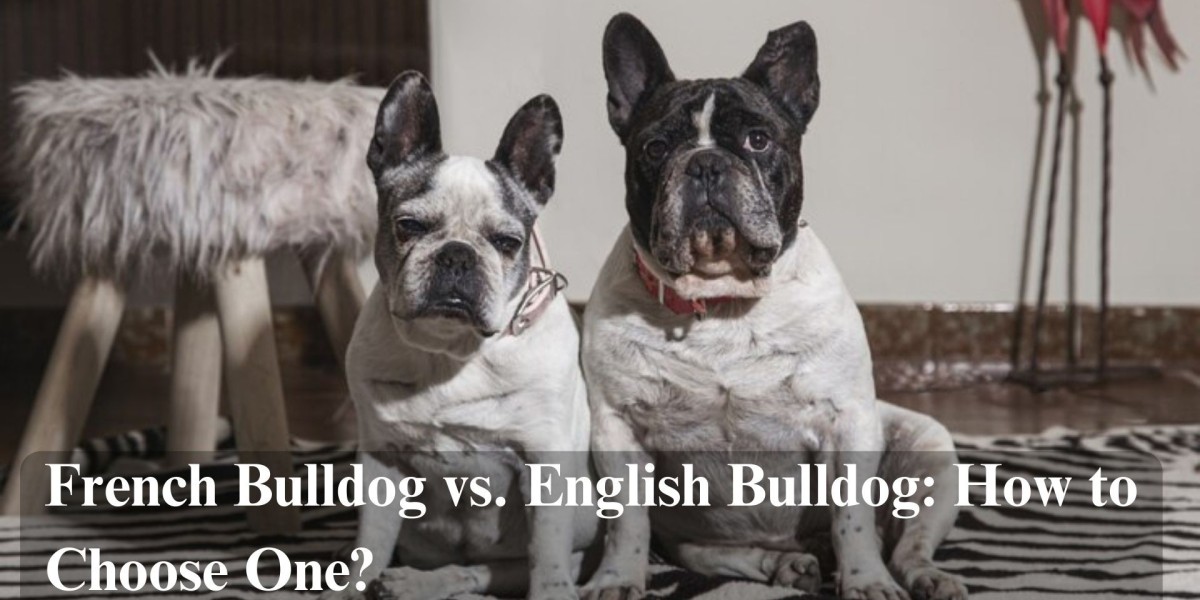 French Bulldog vs. English Bulldog: How to Choose One?