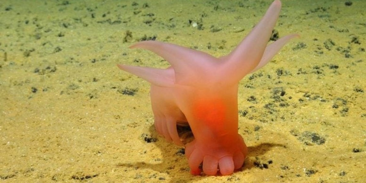 Mysterious Unknown Deep-Sea Creatures Discovered on Abyssal Expedition