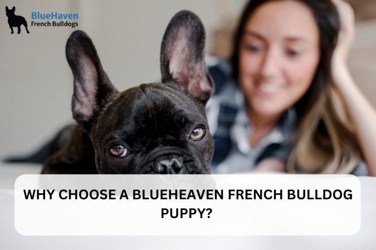 Why Choose a BlueHeaven French Bulldog Puppy? – @bluehavenfrenchbulldogs on Tumblr
