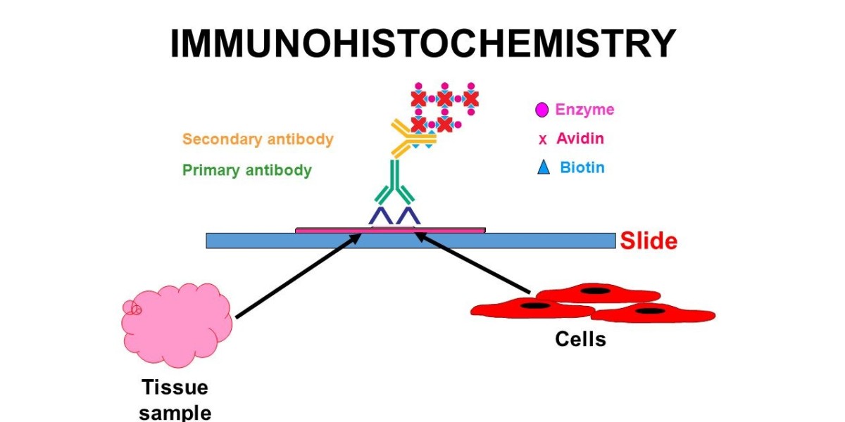 Immunohistochemistry Market Size, Share & Trends Analysis Report By Type By End-use, By Region, And Segment Forecast