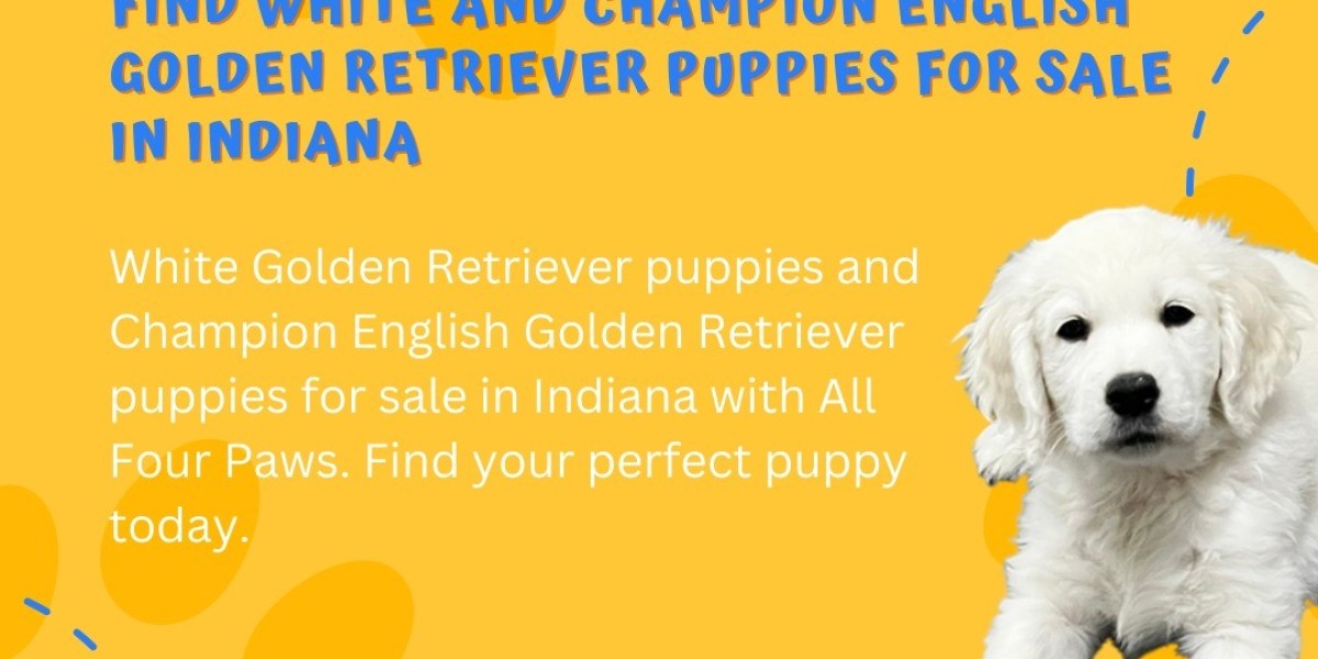 Champion English Golden Retrievers: Exceptional Puppies for Sale in Florida and Indiana - All Four Paws