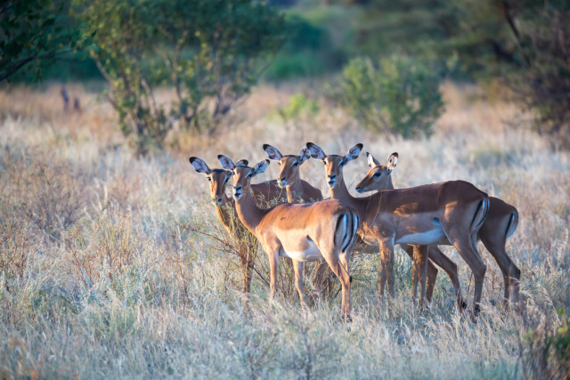 Rajasthan Wildlife Tour Packages: Explore the Best of Nature and Adventure