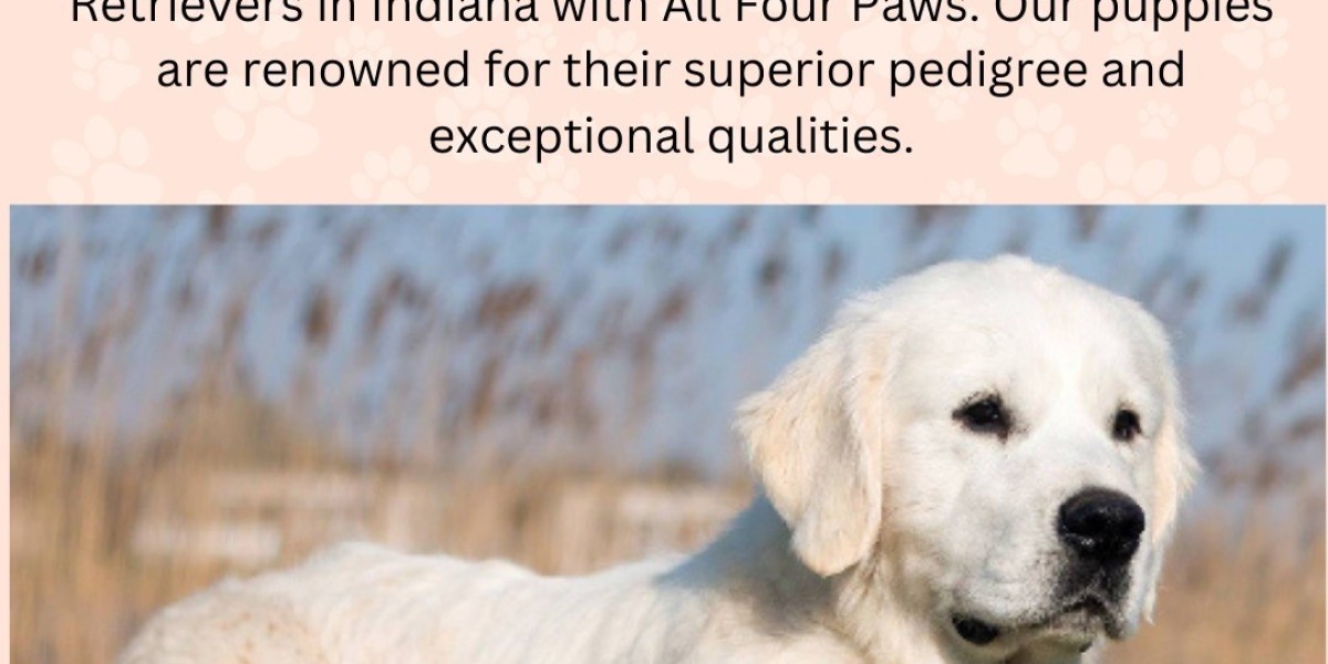 European Champion English Golden Retrievers in Indiana, Michigan, Chicago & Florida |