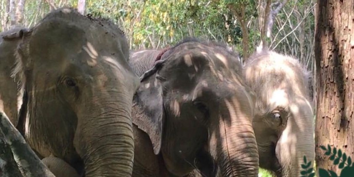 Best Elephant Sanctuary Tour Krabi