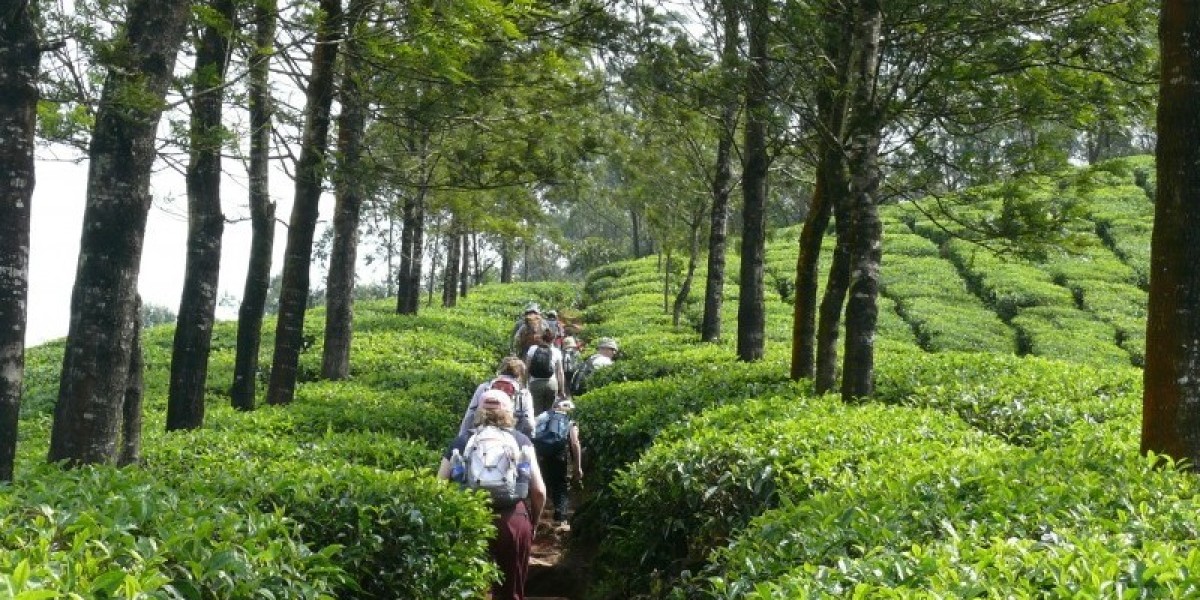 Silent Valley Trek: Your Gateway to Kerala’s Pristine Wilderness