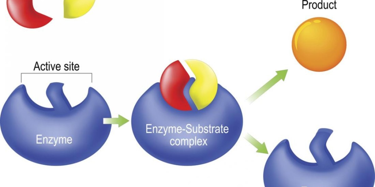 Industrial Enzymes Fuel USD 27.58 Billion Growth by 2034