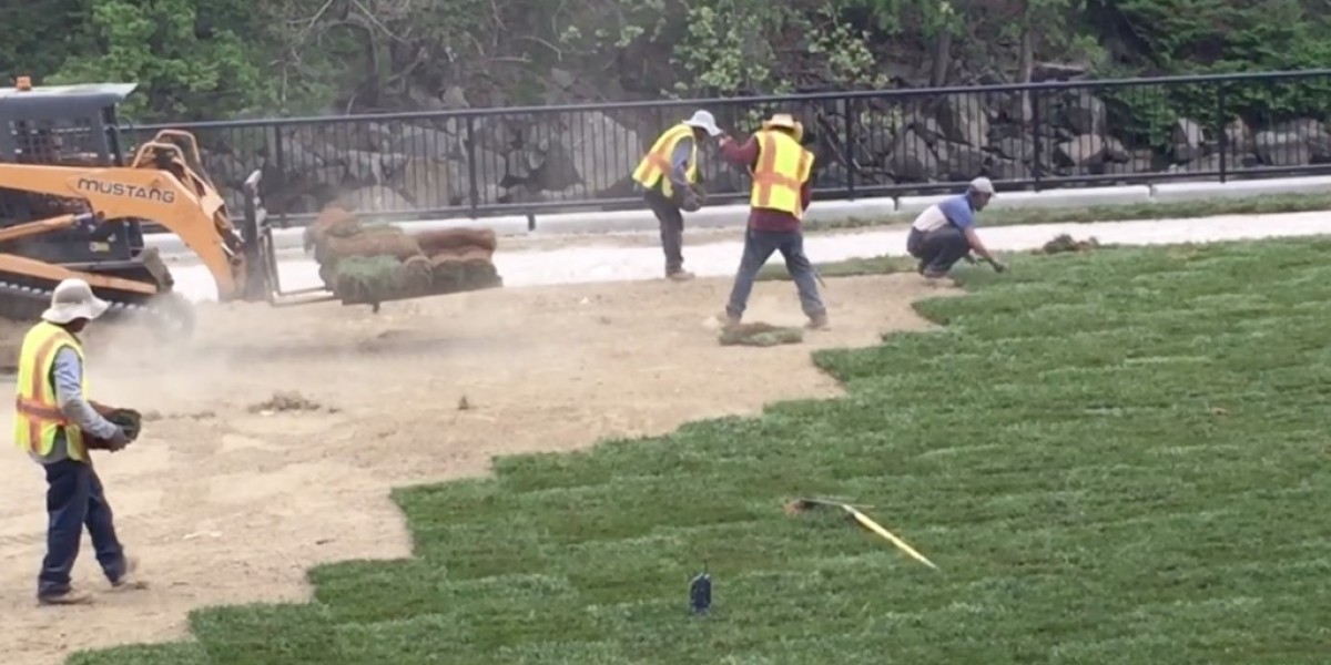 Transform Your Lawn with Grass Sod in Arlington