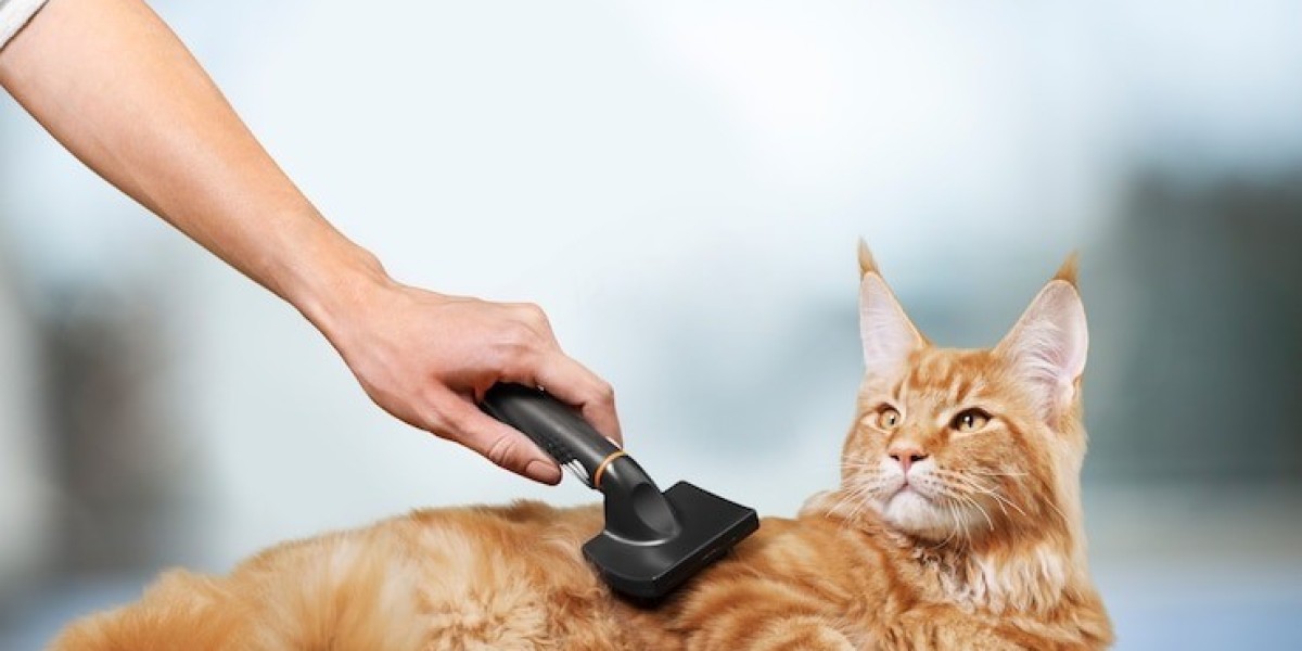 When Should You Consider Professional Cat Grooming Services?