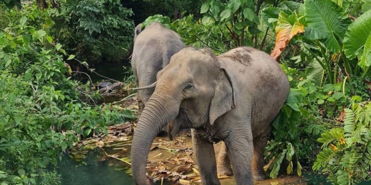 Best Elephant Sanctuary Tour Krabi