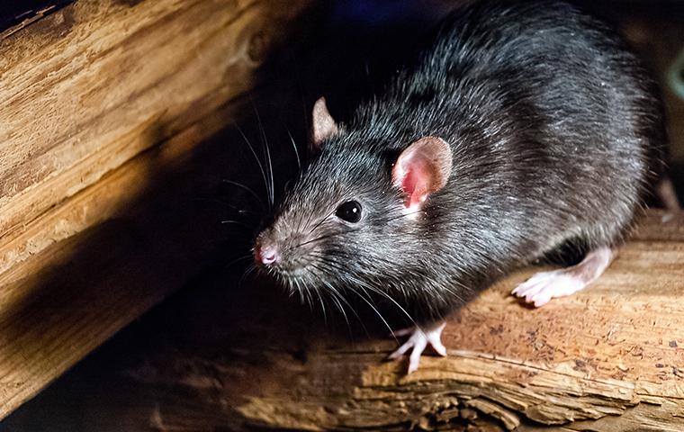 Best Practices to Keep Rodents Out of Your Kitchen