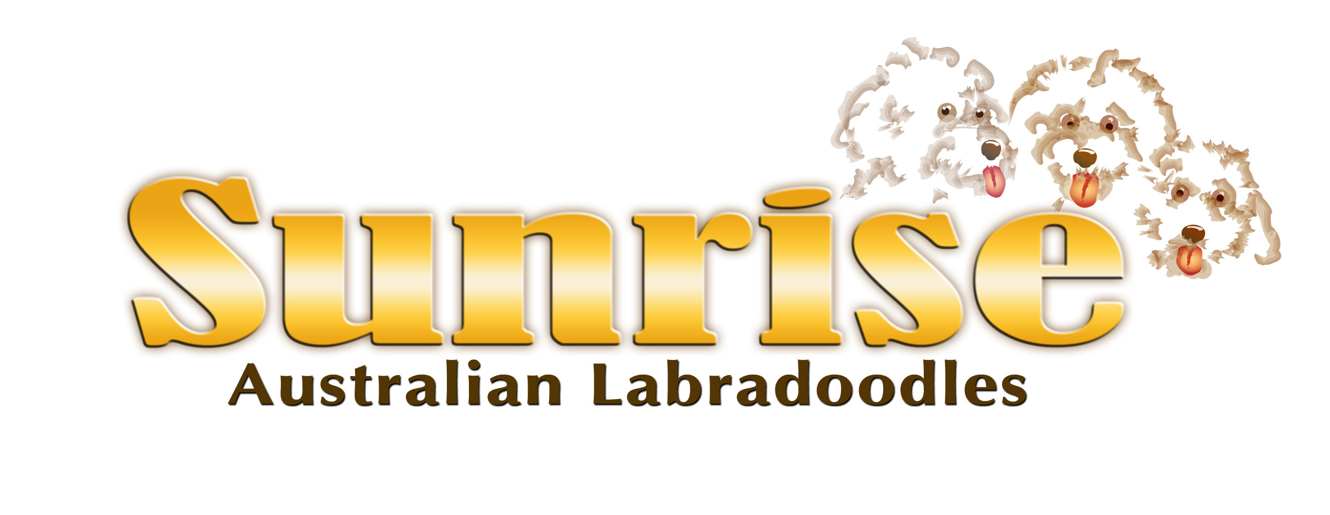 Sunrise Australian Labradoodle | Standard Size Puppies for Sale | Florida