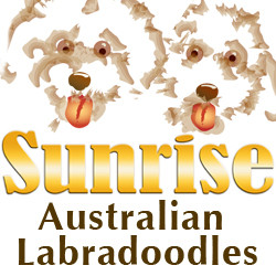 Sunrise Australian Labradoodles | Puppies For Sale | Florida